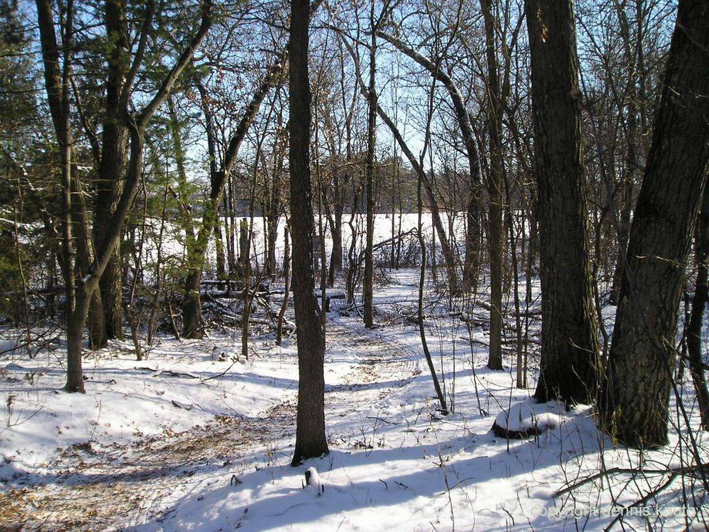 Winter Woods Augusta Wisconsin Dells Winter