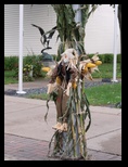 Augusta Wisconsin Scarecrow Avenue Stuck to a Corn Stalk