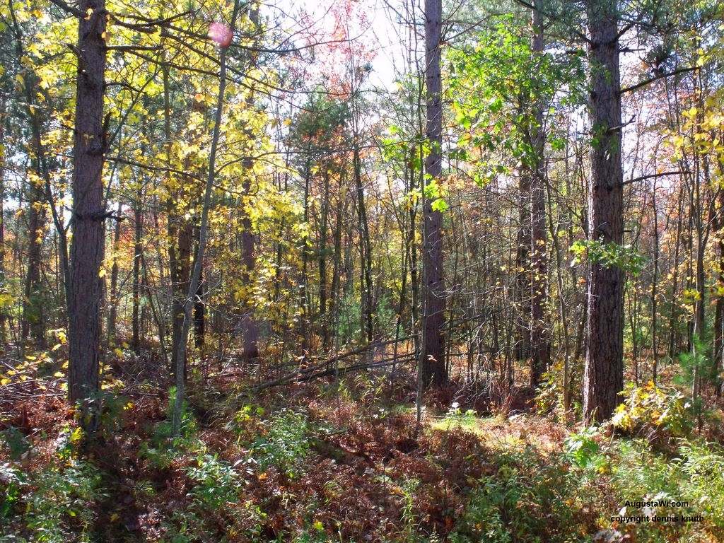 Coon Fork in the Eau Claire County Forest