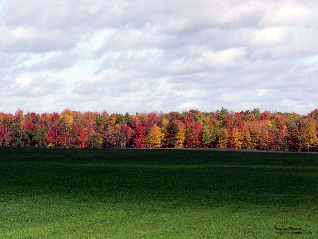 Fall foliage in Wisconsin  Maples and Oaks in FAll in Augusta WI on Solie Road