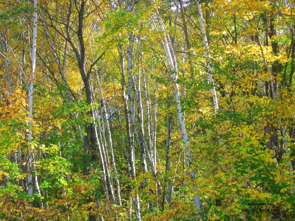 Pease Street Birch Trees Augusta Birch and Maple Trees in Augusta WI